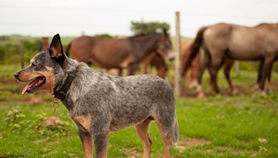 Blue Heeler’s Hilarious Plea for Donkey Ride Is Just Like a Human Kid