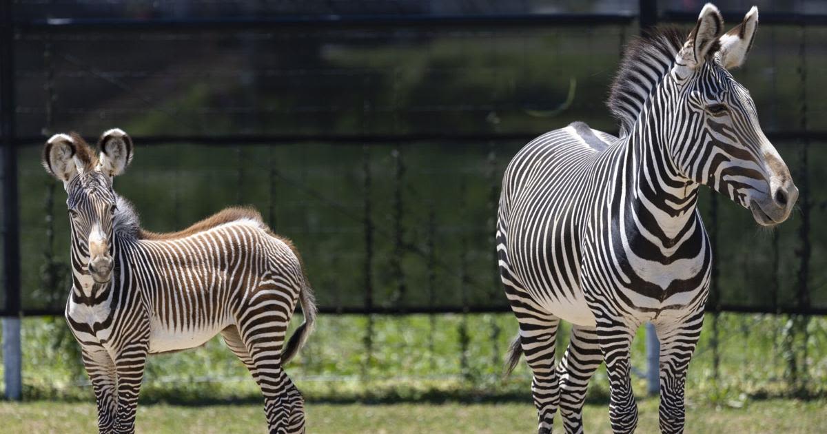 A sneak peak at St. Louis Zoo's new park, where animals are already busy