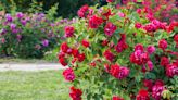 Roses will produce lush blooms with these two expert tips