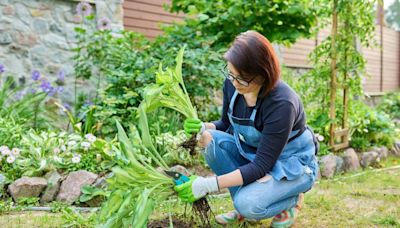 Experts debunk viral gardening hacks that could harm your garden and attract pests