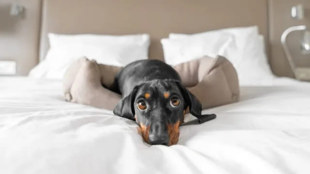 Traveling With Your Dog: How To Find the Best Pet-Friendly Hotels