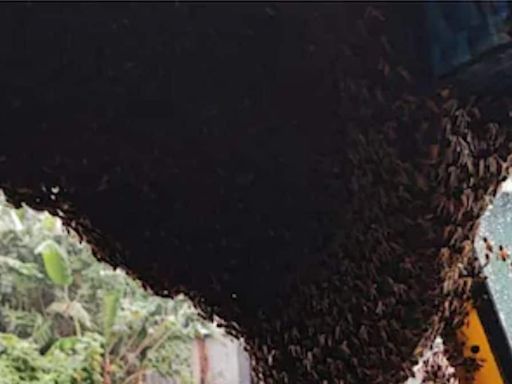 Swarm Of Bees Enters Auto-rickshaw In Munnar, Fire Brigade Called For Rescue - News18