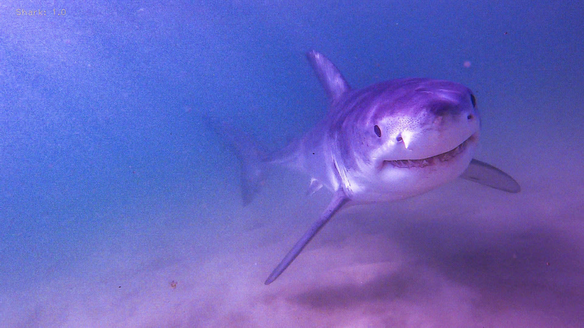 Great white shark spotted off Maine coast