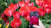 Cuidado con las apps para identificar plantas con fotos: no son tan efectivas como dicen