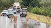 Watch: Lions take over highway and tourists are in awe