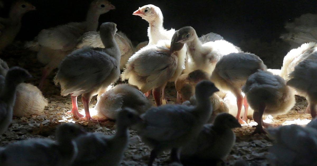 Bird flu found in Sac County flock