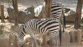 Winter at Maryland Zoo: Who stays in, who stays out