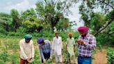 The Tribune Impact: 128 surveillance teams formed to check pest attack on cotton crop