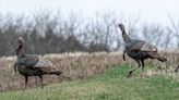 Weiss: Experts offer all you need to know to become a turkey hunter