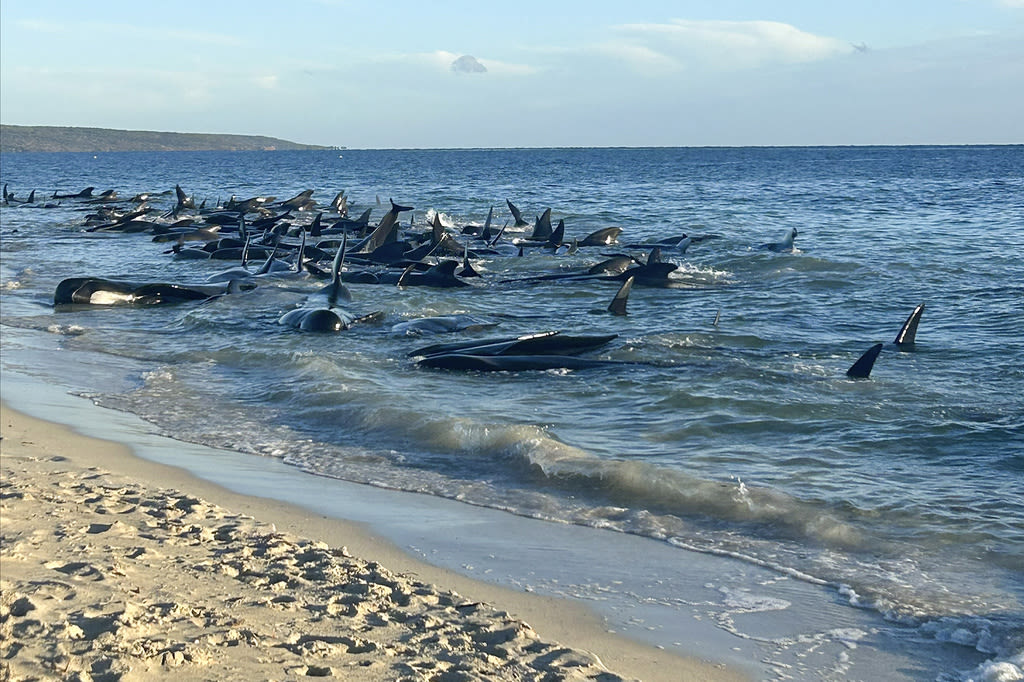 Over 100 beached pilot whales have been rescued, officials say