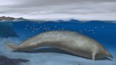 It looks like a giant manatee. And it may have been Earth's largest animal ever.