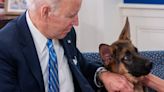 El comportamiento agresivo del perro de Joe Biden inquieta al Servicio Secreto de EE.UU.: protagonizó diez ataques en cuatro meses