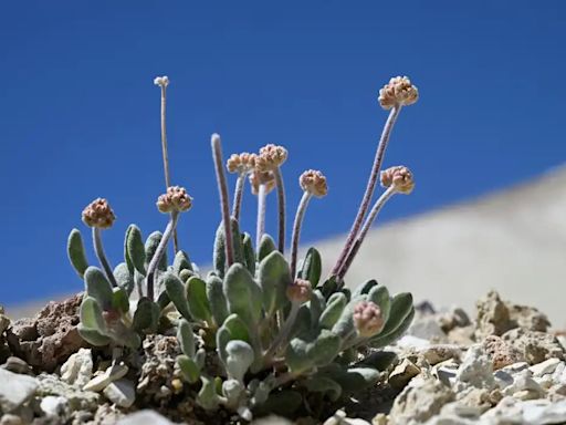 Esta flor de especie única está en riesgo de extinción ante la fiebre del litio