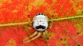 Pringles Is Trying to Rename a Spider Because It Looks Like Their Logo