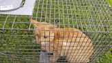 Local organizations to invest nearly $30,000 to address stray/roaming cat problem