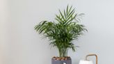 How to Grow and Care for Neanthe Bella Palm