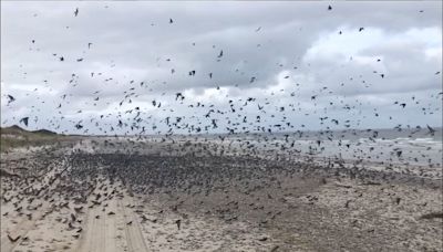 Photo Shoot: The Birds