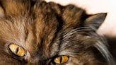 16 Long-Haired Cat Breeds