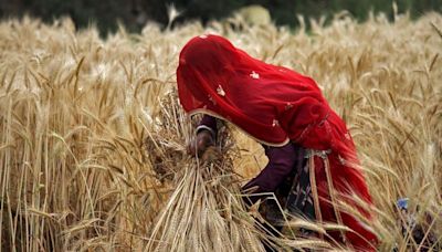 India imposes limits on wheat stocks, may turn to imports if required