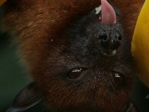 Cómo es el zorro volador gigante, el murciélago que puede a medir hasta 1,7 metros