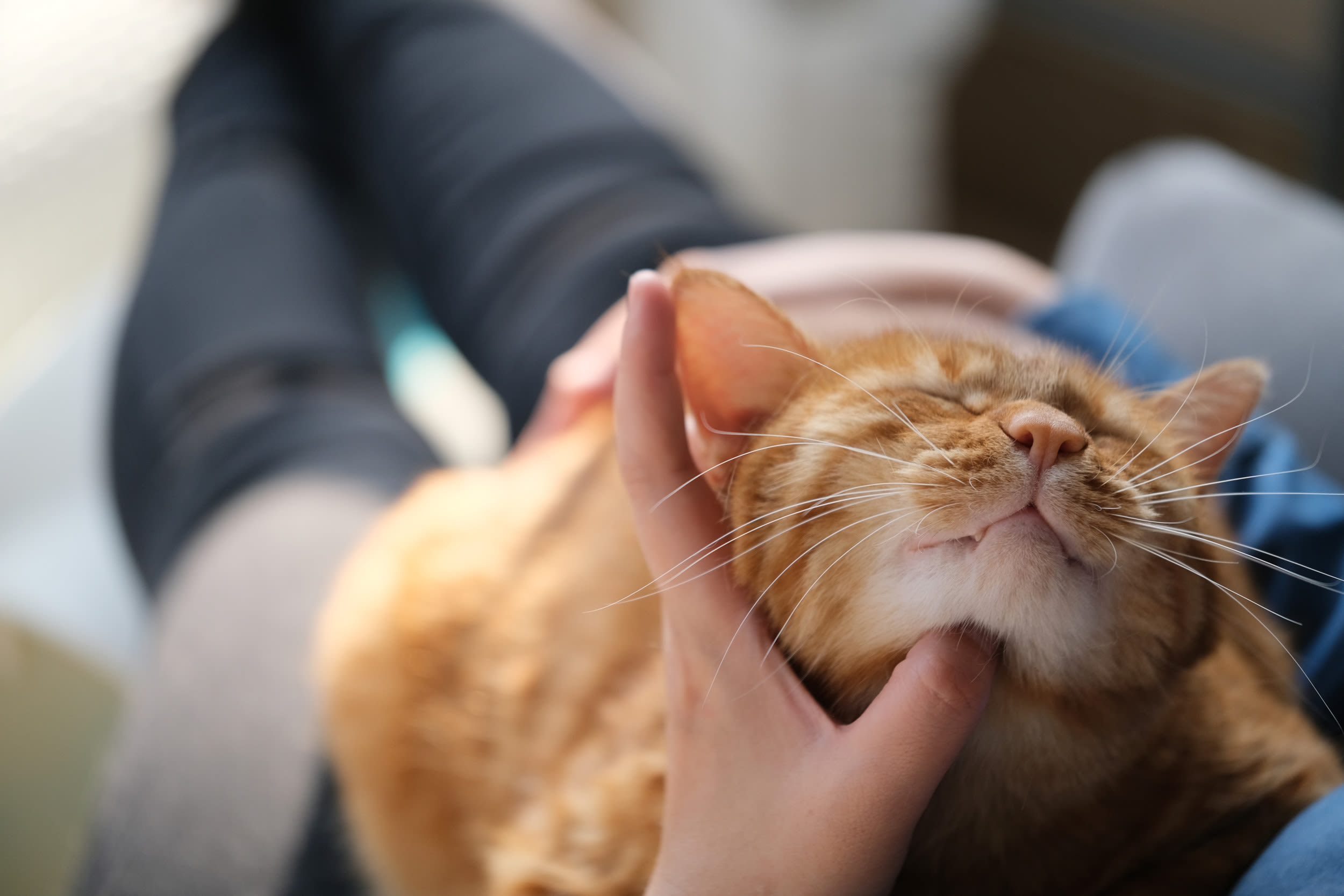Cat's hilarious reaction to back scratches goes viral—"his vocals"
