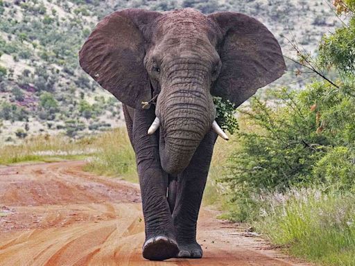 Tourist Trampled to Death by Elephant in South Africa While Taking Photos at National Park