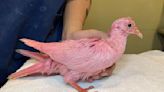 Pink pigeon rescued in New York City park