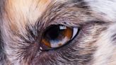 Why So Many Animals Have A Third Eyelid, Including Our Pets – Yet Humans Don’t