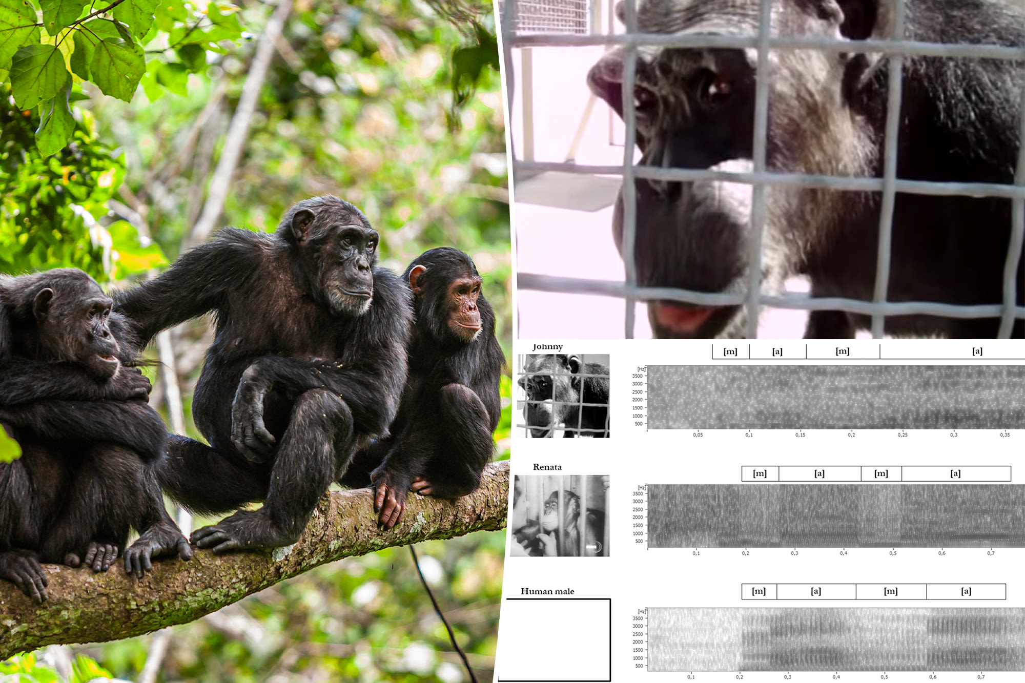 Chimpanzees appear ‘capable’ of human speech in remarkable resurfaced videos, researchers reveal