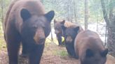 The same family of bears won't stop wrecking trail cameras — and have been caught in the act 5 times on video