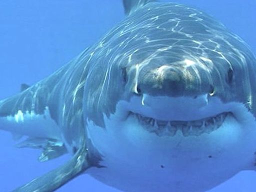 ‘Jaws’ portrayed sharks as monsters, but it also inspired a generation of shark scientists