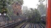 Fuertes lluvias en CDMX tiran árbol sobre vías del Metro