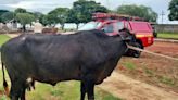 Mulher morre ao ser chifrada e pisoteada por vaca em sítio no Paraná | TNOnline