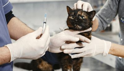 Detectado en Europa el primer caso de listeriosis en un gato: qué es y cómo se trata la bacteria en animales