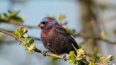 Varied bunting spotted in Grafton, first documented sighting in Wisconsin history