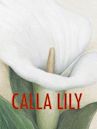 Calla Lily