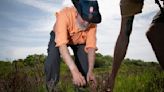 Mangroves, expanding with the warming climate, are re-shaping the Texas coast