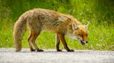 Video shows fox repeatedly attack woman in New York neighborhood