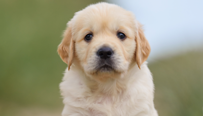 'Unwanted' Golden Retriever Puppy with Birth Defect Gets the Most Loving Happy Ending