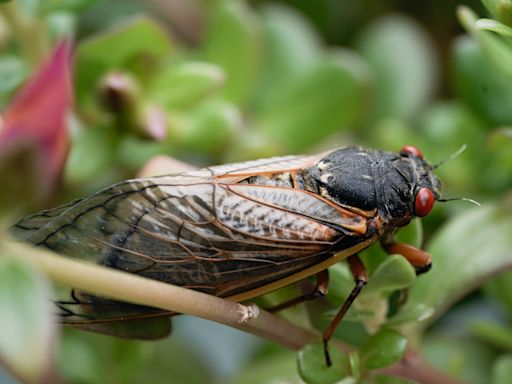 Where are the cicadas? Use this interactive map to find Brood XIX, Brood XIII in 2024