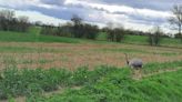 Look: Rhea bird spotted running loose in England months after escape