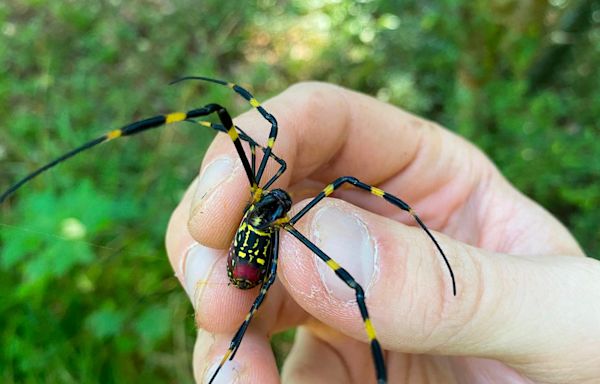 Giant venomous flying Joro spiders expected to invade New York. What you need to know