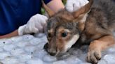 Awwww! Four endangered American red wolf pups 'thriving' since birth at Missouri wildlife reserve