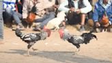 Knife-wielding roosters kill 2 men in cockfighting events in India