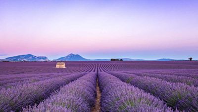 Les plus beaux spots pour admirer et photographier les champs de lavande en Provence