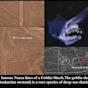 NAZCA LINES Shark