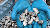 Morgan State awarded $600K to advance clam aquaculture growth, address urban coastline resiliency - Maryland Daily Record