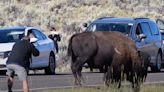 Video of entitled tourist’s dangerous action at Yellowstone National Park sparks outcry online: ‘[I] never got that close’