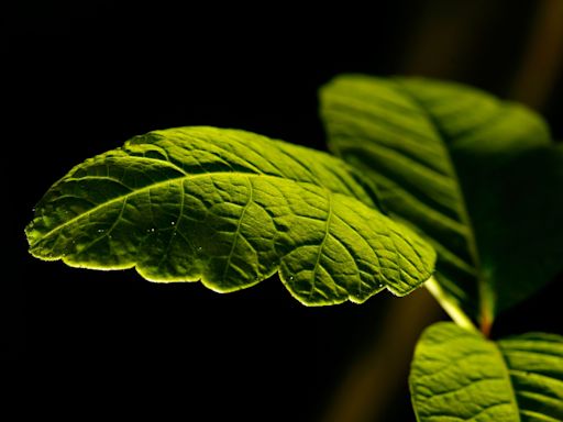 What does poison ivy look like? How to spot the itchy plant and other like it