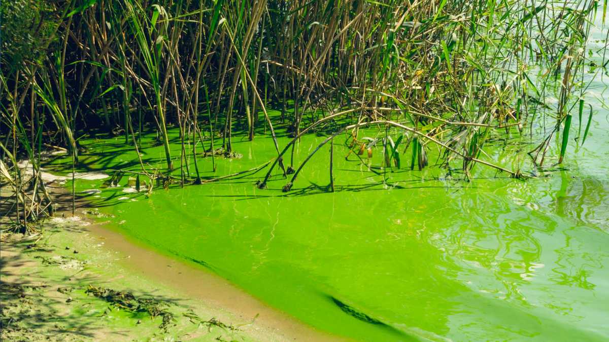 North Carolina Department of Environmental Quality urges caution around potentially dangerous algal blooms